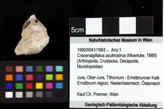 Foto (Objket + Etiketten) von Cracensigillatus acutirostrus (Moericke, 1889) 